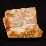GLOSSOPTERIS BROWNIANA LEAF FOSSIL, Permian, Australia YLF024