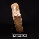 GLOSSOPTERIS BROWNIANA LEAF FOSSIL, Permian, Australia YLF024