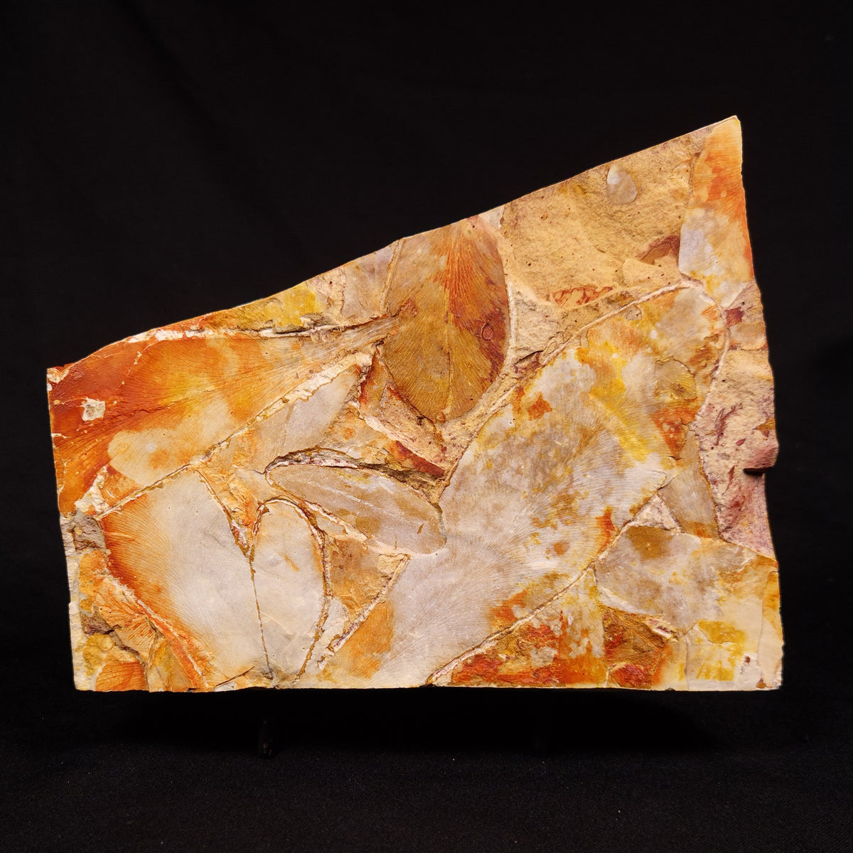 GLOSSOPTERIS BROWNIANA LEAF FOSSIL, Permian, Australia YLF025