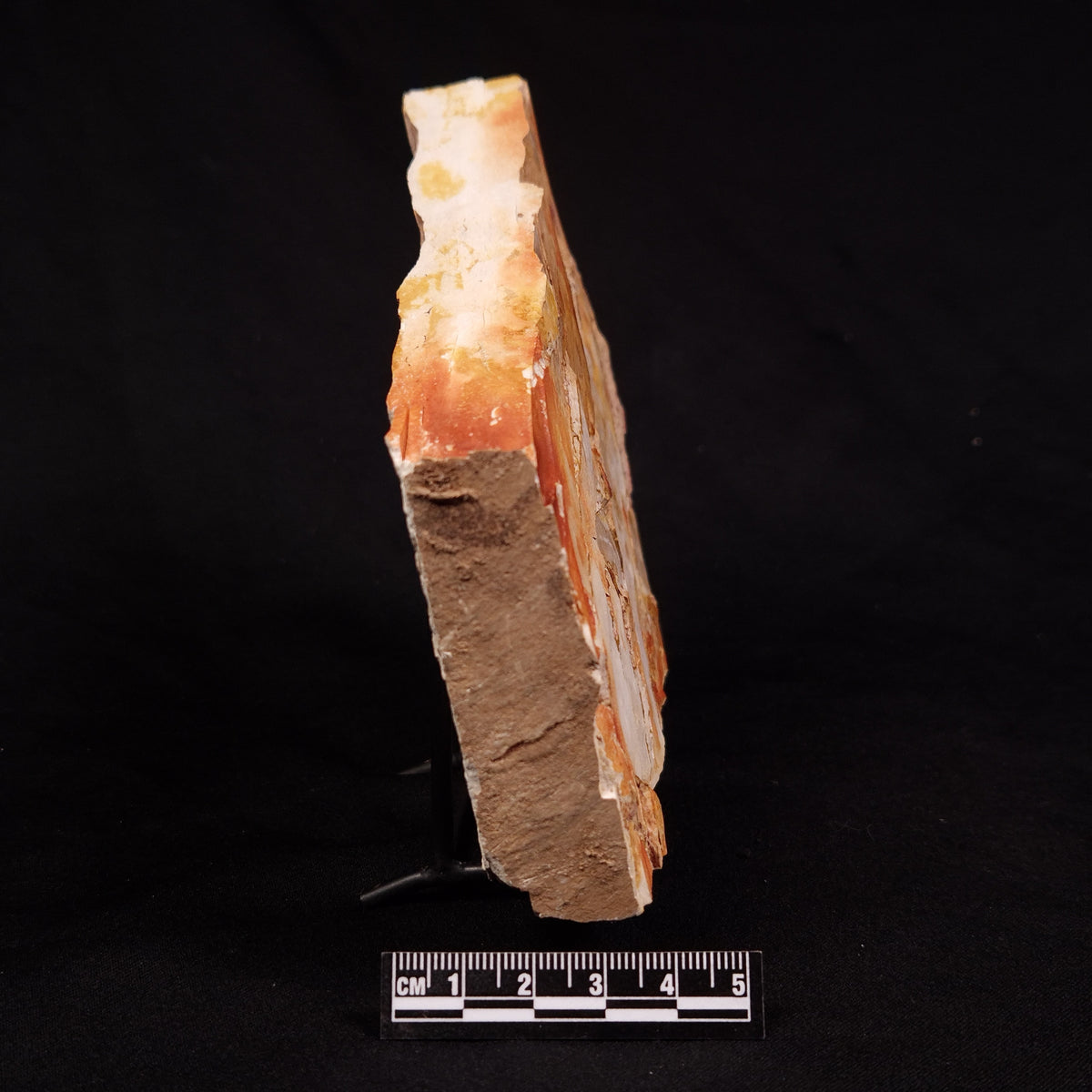 GLOSSOPTERIS BROWNIANA LEAF FOSSIL, Permian, Australia YLF025