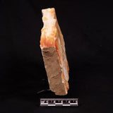 GLOSSOPTERIS BROWNIANA LEAF FOSSIL, Permian, Australia YLF025
