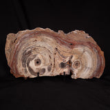 CONOPHYTON BASALTICUM STROMATOLITE, Australia ZCB035