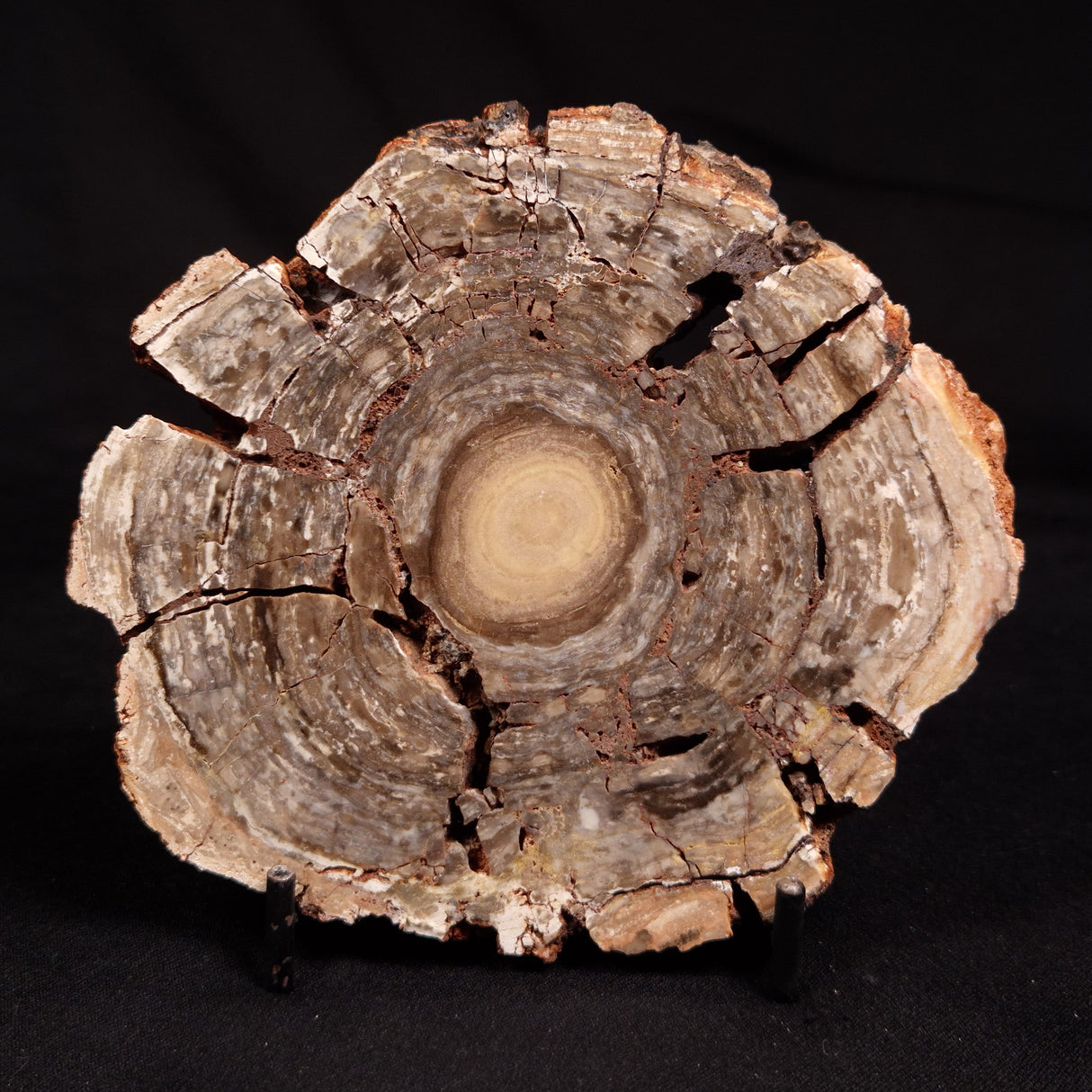 CONOPHYTON BASALTICUM STROMATOLITE, Australia ZCB036