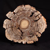 CONOPHYTON BASALTICUM STROMATOLITE, Australia ZCB036