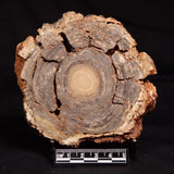 CONOPHYTON BASALTICUM STROMATOLITE, Australia ZCB036