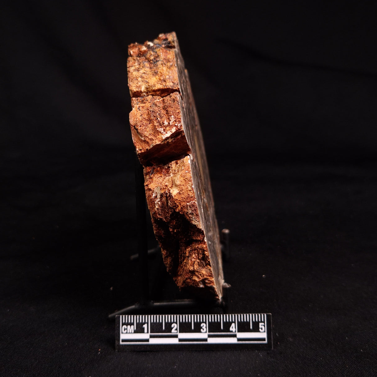 CONOPHYTON BASALTICUM STROMATOLITE, Australia ZCB036