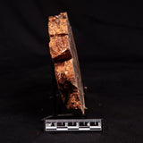 CONOPHYTON BASALTICUM STROMATOLITE, Australia ZCB036