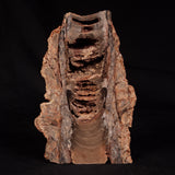 CONOPHYTON SP STROMATOLITE, Australia ZCB037