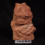 CONOPHYTON SP STROMATOLITE, Australia ZCB037