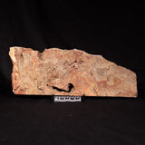 CONOPHYTON BASALTICUM STROMATOLITE, Australia ZCB038