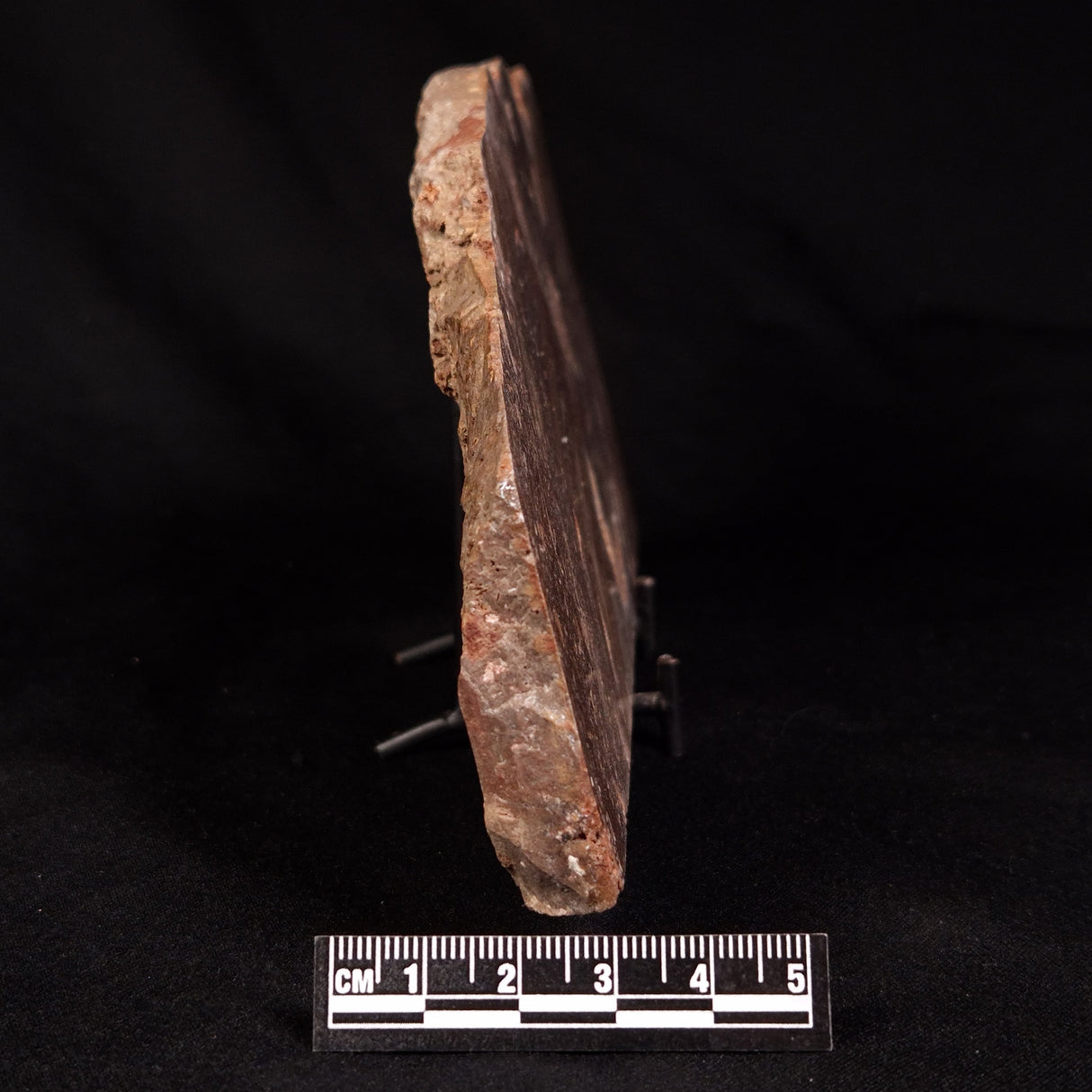 CONOPHYTON BASALTICUM STROMATOLITE, Australia ZCB038