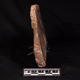 CONOPHYTON BASALTICUM STROMATOLITE, Australia ZCB038