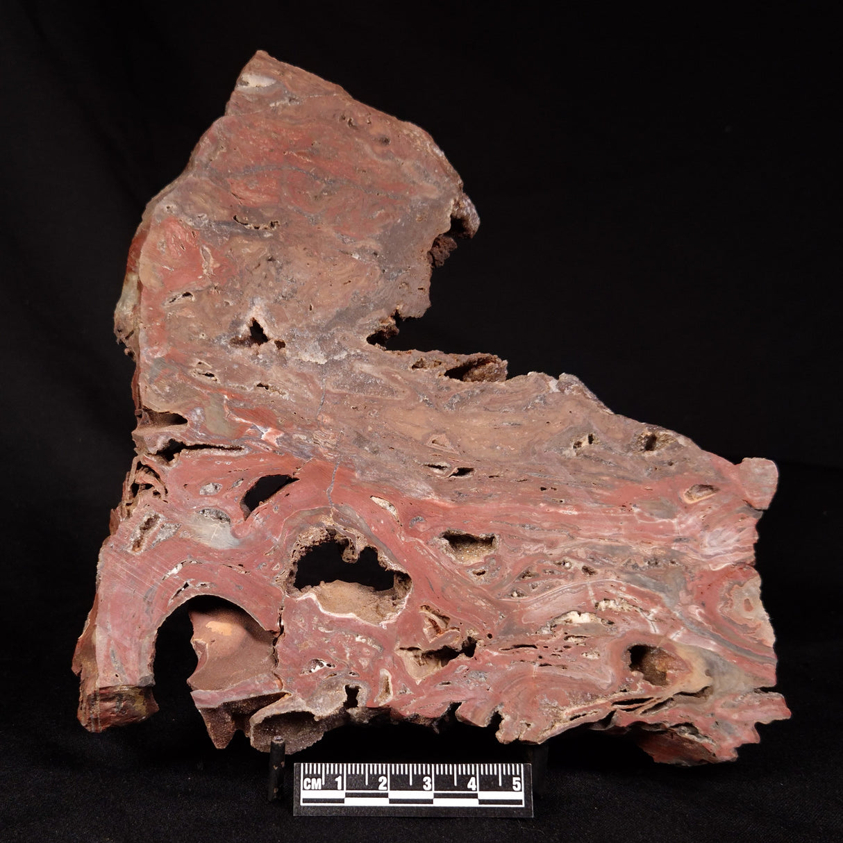 CONOPHYTON BASALTICUM STROMATOLITE, Australia ZCB039