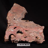 CONOPHYTON BASALTICUM STROMATOLITE, Australia ZCB039