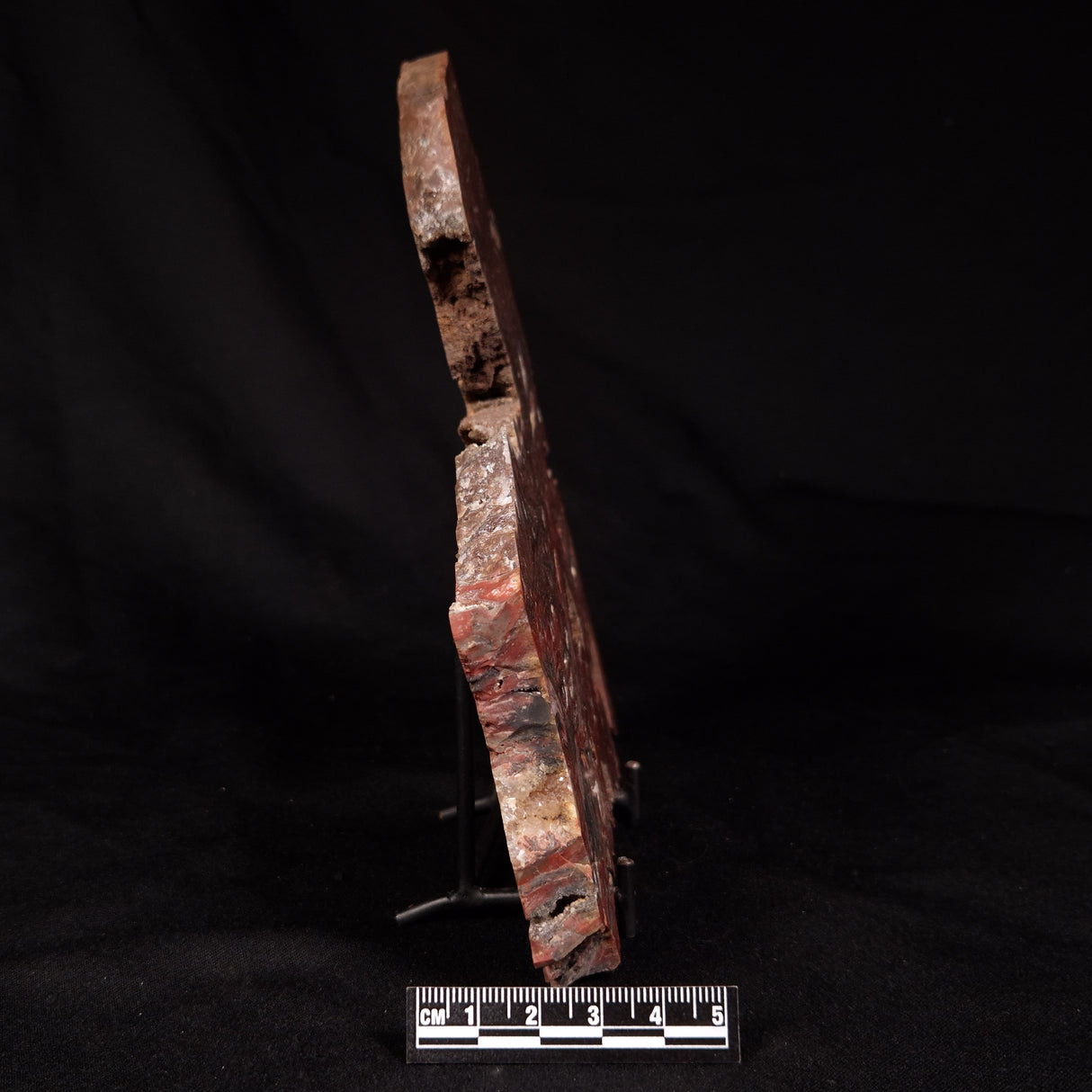 CONOPHYTON BASALTICUM STROMATOLITE, Australia ZCB039