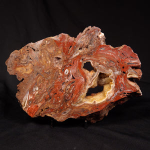 Stromatolite - Australia