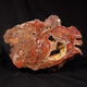 View All Fossils