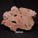 CONOPHYTON BASALTICUM STROMATOLITE, Australia ZCB040