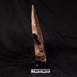 CONOPHYTON BASALTICUM STROMATOLITE, Australia ZCB040