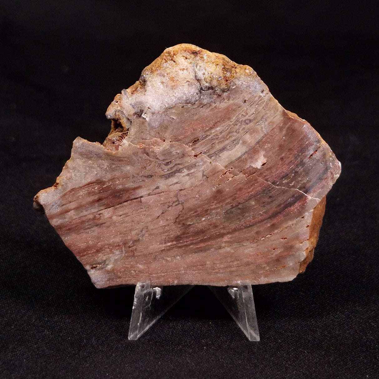 CONOPHYTON BASALTICUM STROMATOLITE, Australia ZCB041