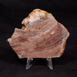 CONOPHYTON BASALTICUM STROMATOLITE, Australia ZCB041