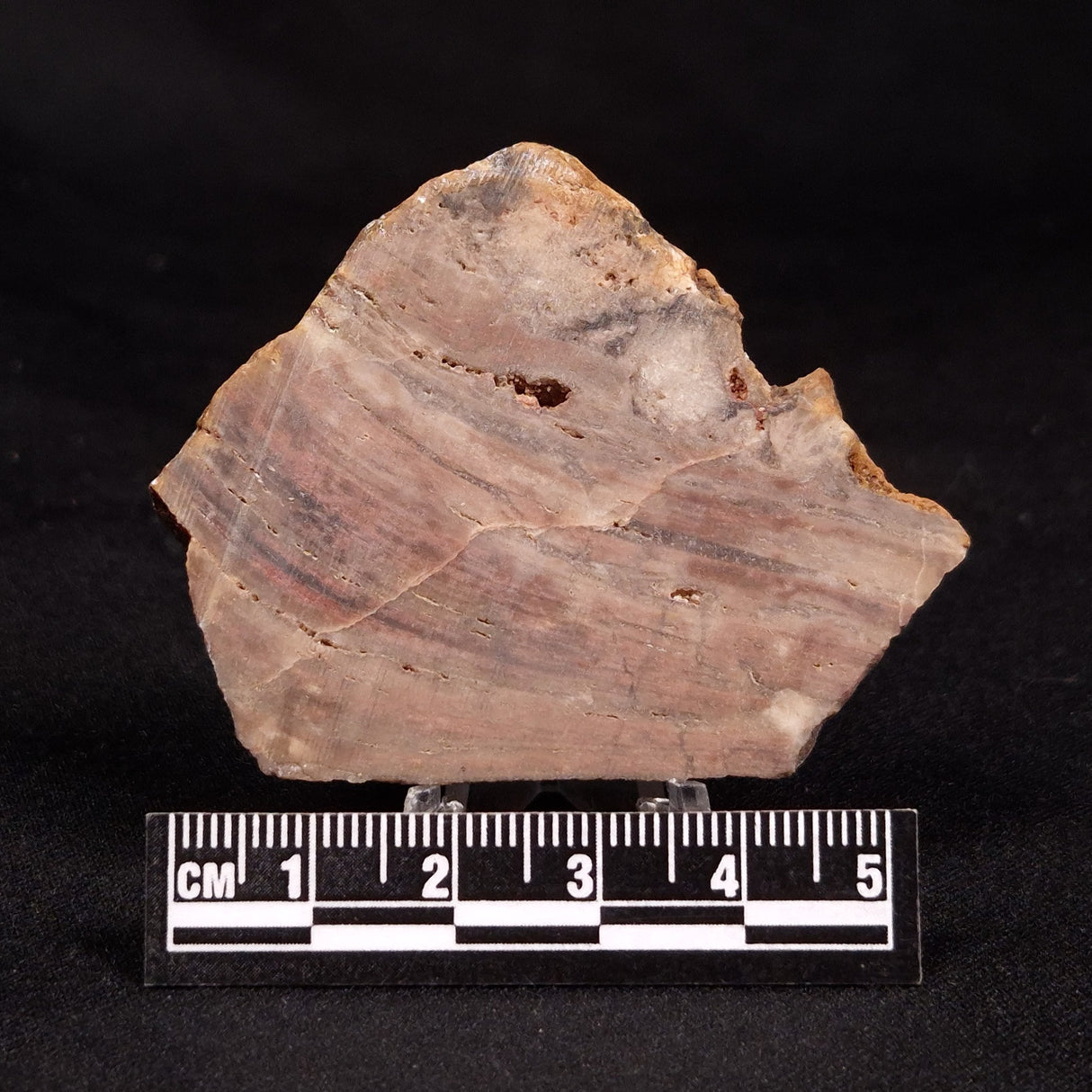 CONOPHYTON BASALTICUM STROMATOLITE, Australia ZCB041