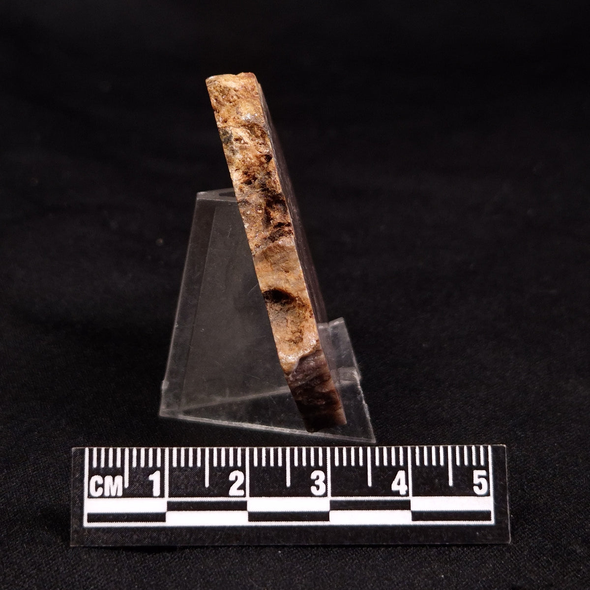 CONOPHYTON BASALTICUM STROMATOLITE, Australia ZCB041