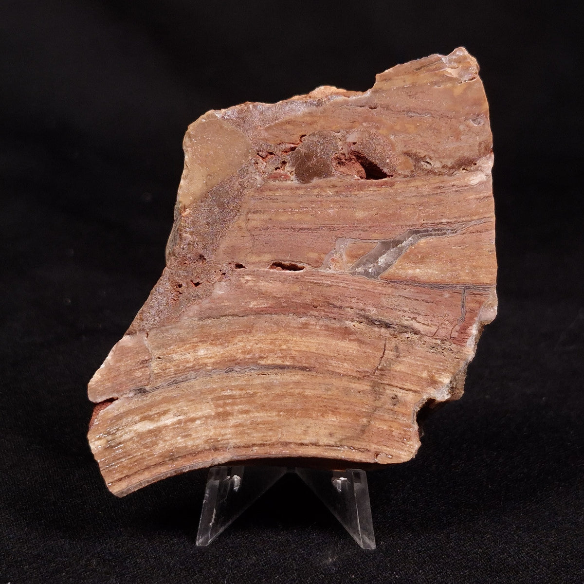 CONOPHYTON BASALTICUM STROMATOLITE, Australia ZCB042