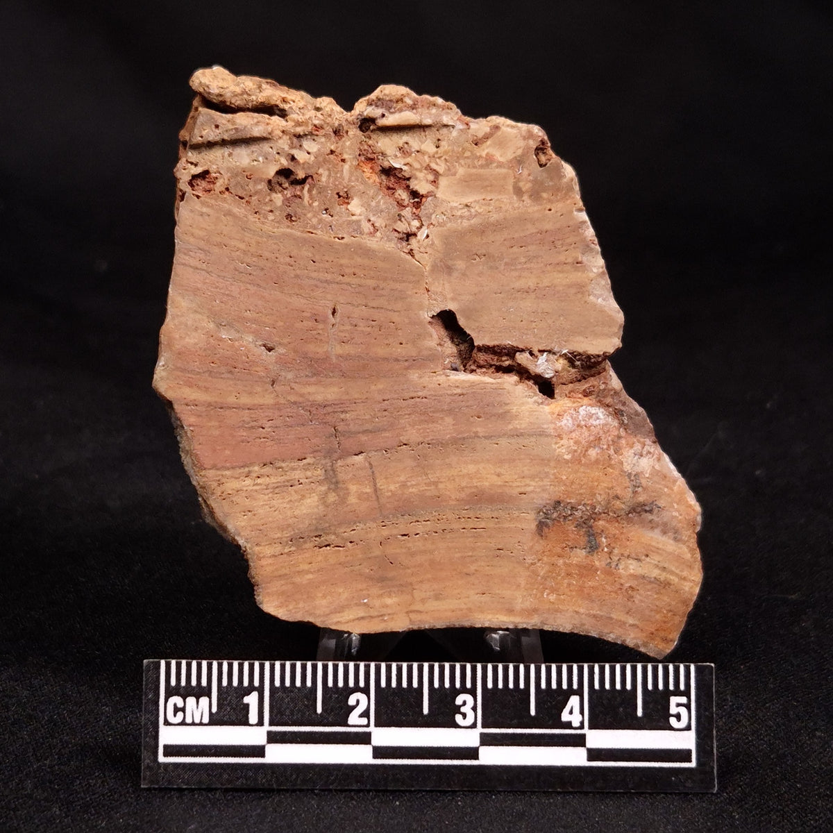 CONOPHYTON BASALTICUM STROMATOLITE, Australia ZCB042
