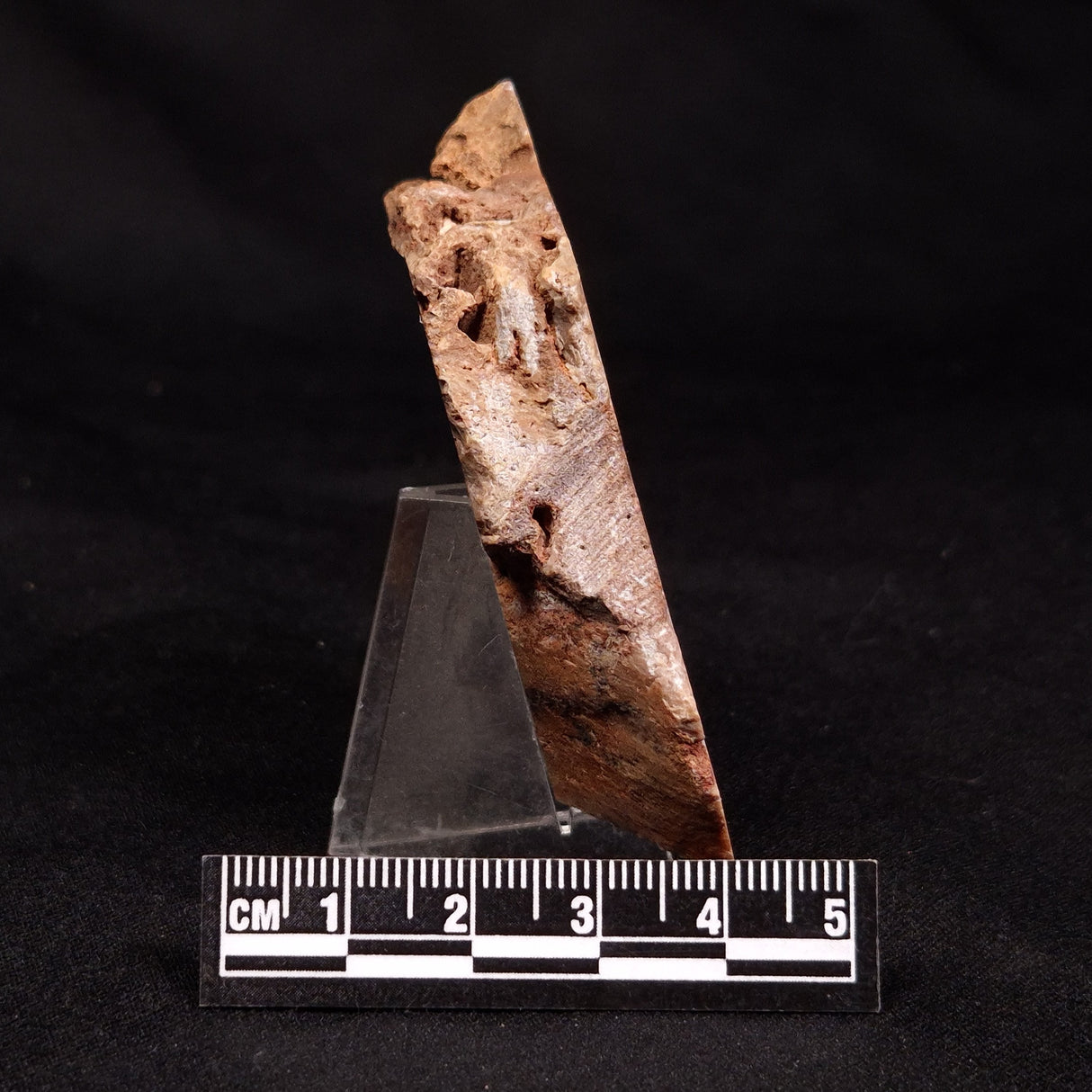 CONOPHYTON BASALTICUM STROMATOLITE, Australia ZCB042