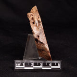 CONOPHYTON BASALTICUM STROMATOLITE, Australia ZCB042
