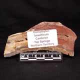 CONOPHYTON BASALTICUM STROMATOLITE, Australia ZCB043