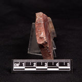 CONOPHYTON BASALTICUM STROMATOLITE, Australia ZCB043