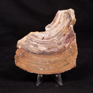 Stromatolite - Australia