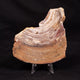 Stromatolites / Microbialites