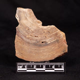 CONOPHYTON BASALTICUM STROMATOLITE, Australia ZCB045