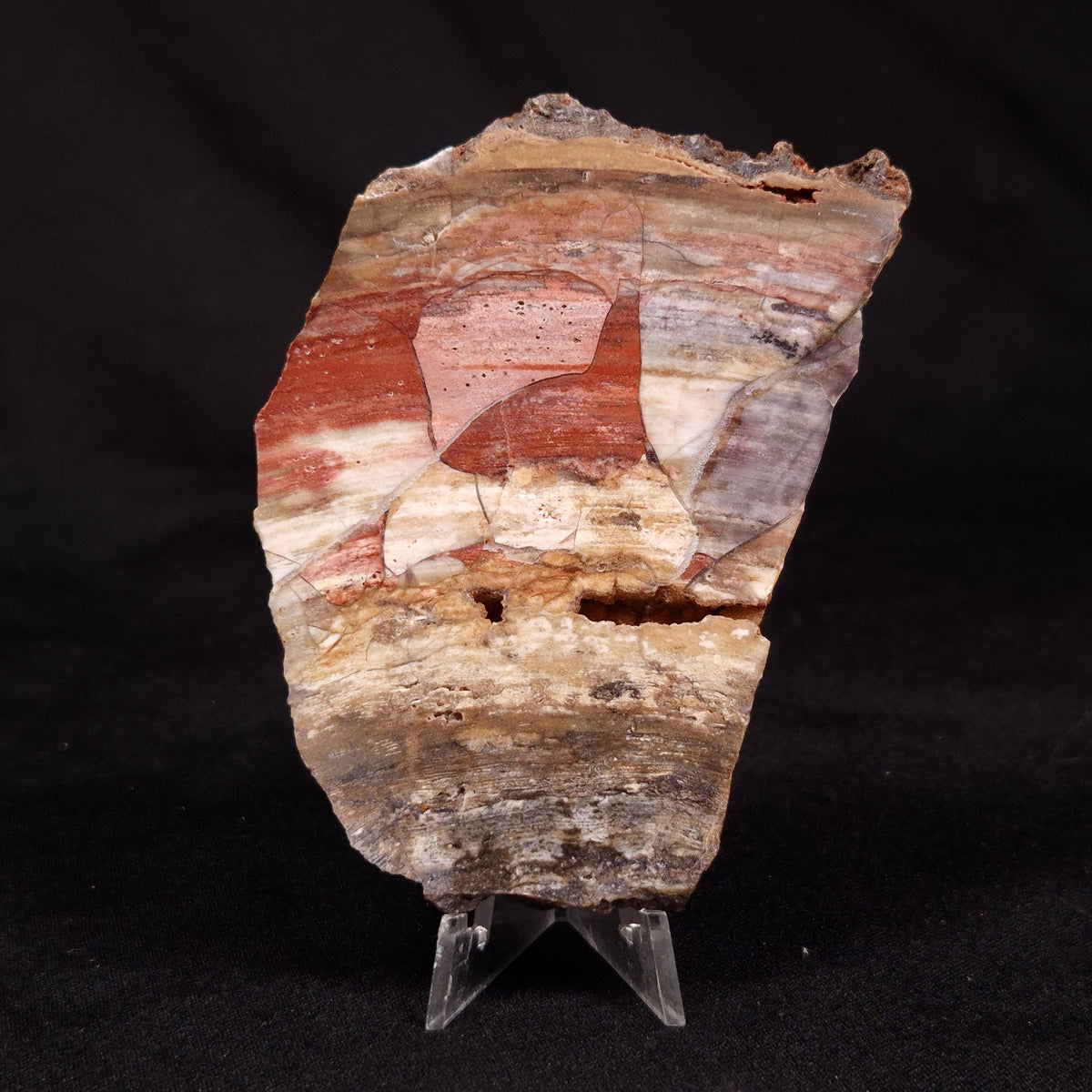CONOPHYTON BASALTICUM STROMATOLITE, Australia ZCB046