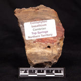 CONOPHYTON BASALTICUM STROMATOLITE, Australia ZCB046