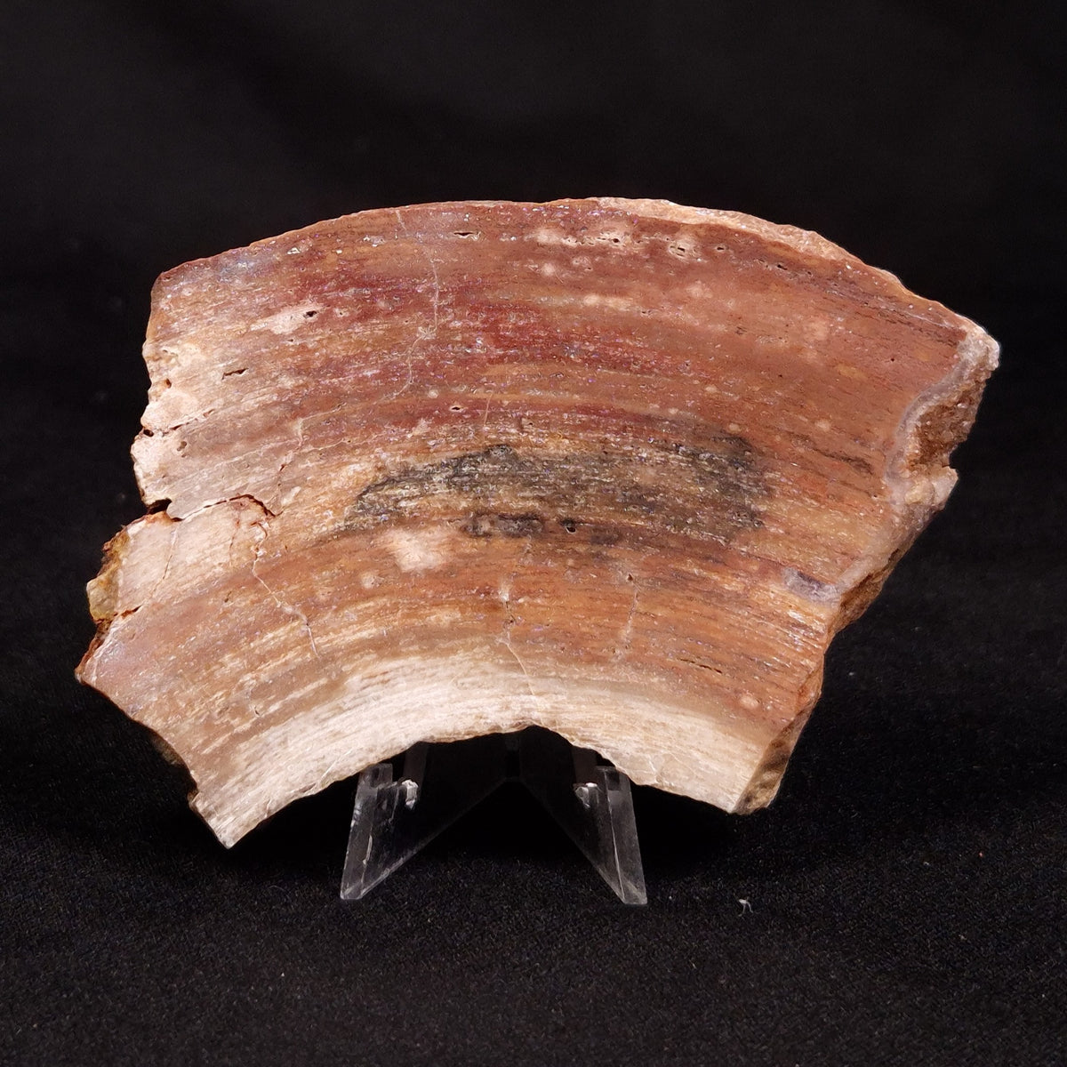 CONOPHYTON BASALTICUM STROMATOLITE, Australia ZCB047