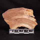 CONOPHYTON BASALTICUM STROMATOLITE, Australia ZCB047