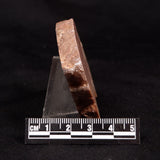 CONOPHYTON BASALTICUM STROMATOLITE, Australia ZCB047