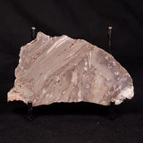 CONOPHYTON BASALTICUM STROMATOLITE, Australia ZCB048