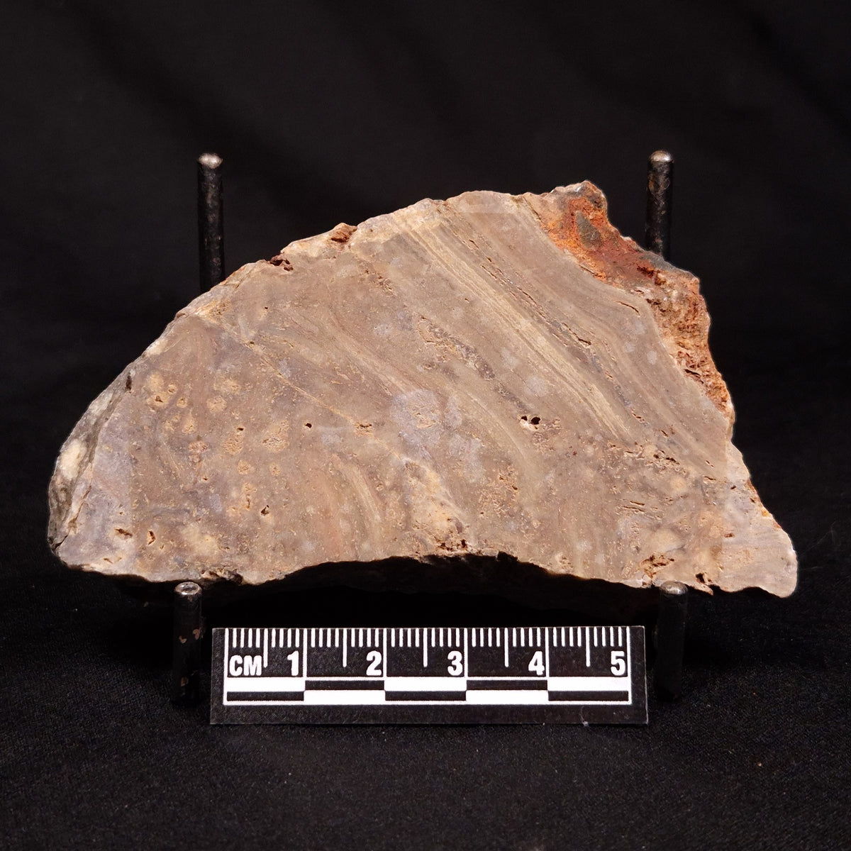 CONOPHYTON BASALTICUM STROMATOLITE, Australia ZCB048