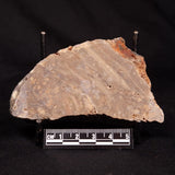 CONOPHYTON BASALTICUM STROMATOLITE, Australia ZCB048