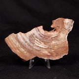 CONOPHYTON BASALTICUM STROMATOLITE, Australia ZCB049