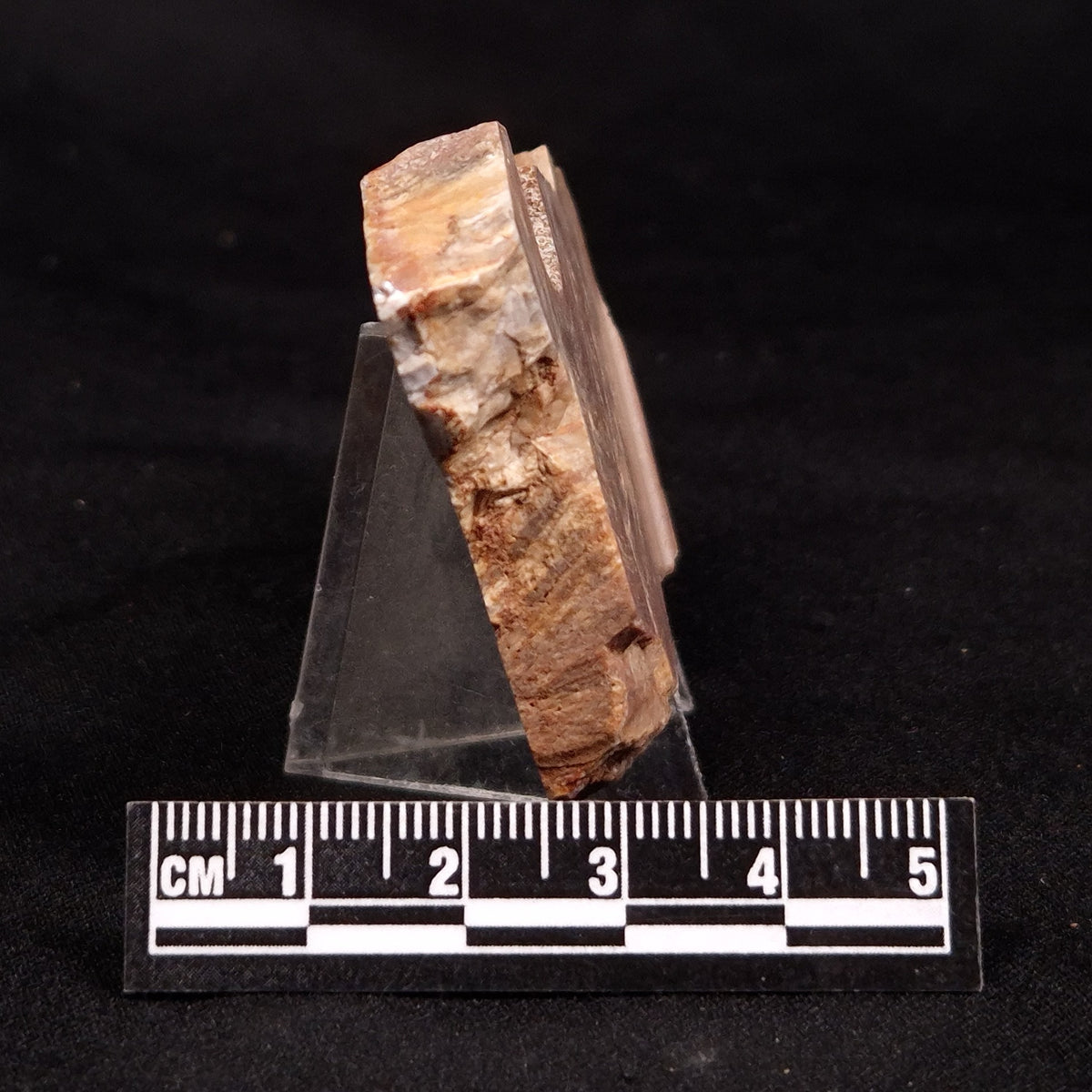 CONOPHYTON BASALTICUM STROMATOLITE, Australia ZCB049