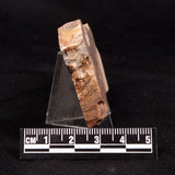 CONOPHYTON BASALTICUM STROMATOLITE, Australia ZCB049
