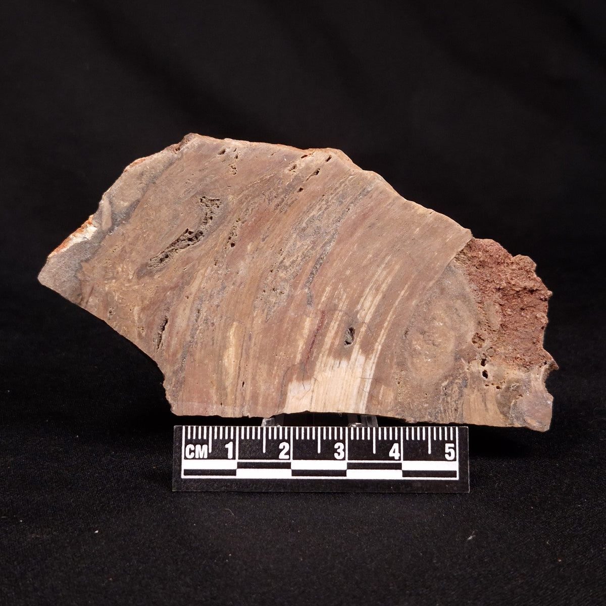 CONOPHYTON BASALTICUM STROMATOLITE, Australia ZCB050