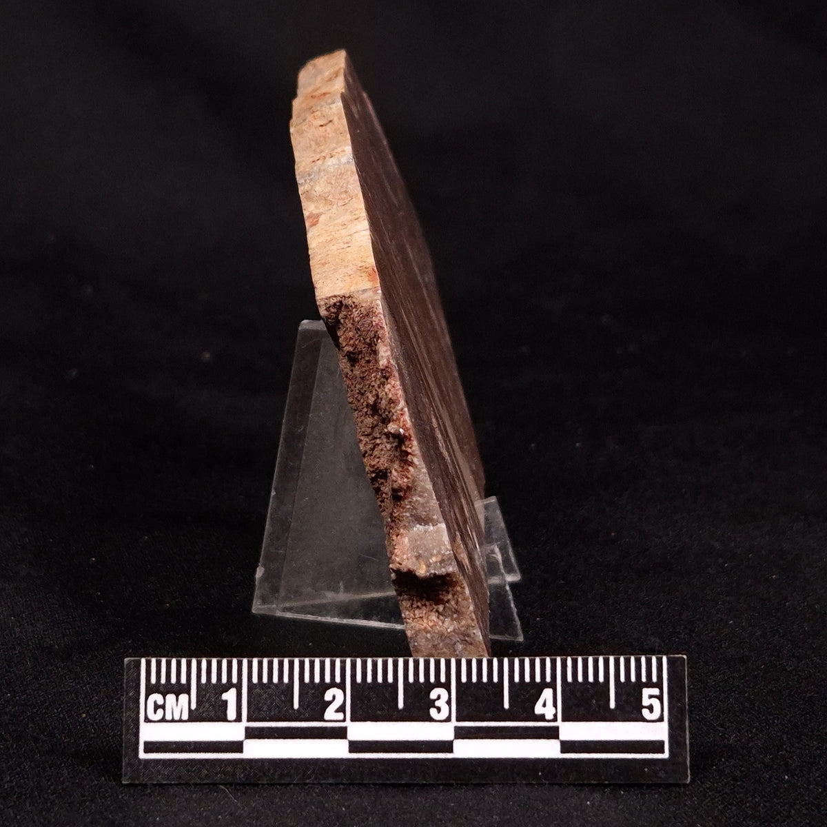 CONOPHYTON BASALTICUM STROMATOLITE, Australia ZCB050