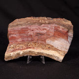 CONOPHYTON BASALTICUM STROMATOLITE, Australia ZCB051
